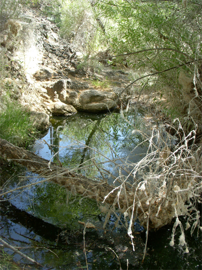 springs